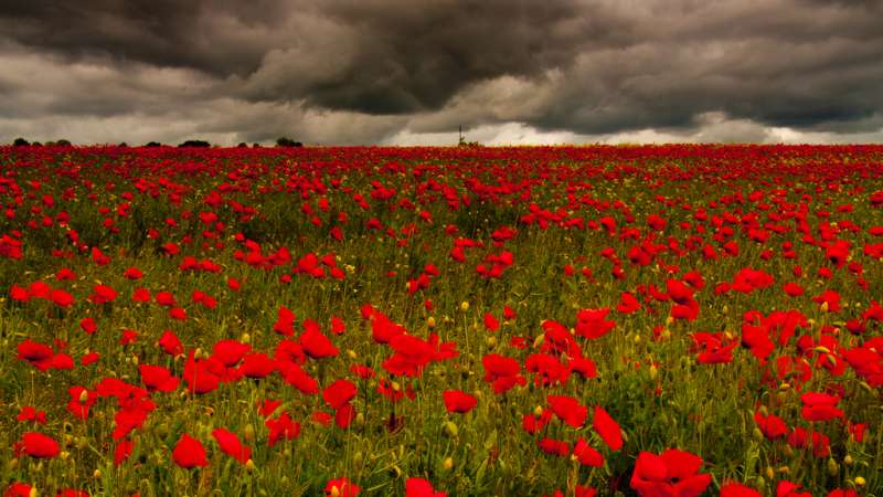 Field of poppies